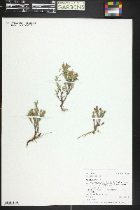 Penstemon teucrioides image