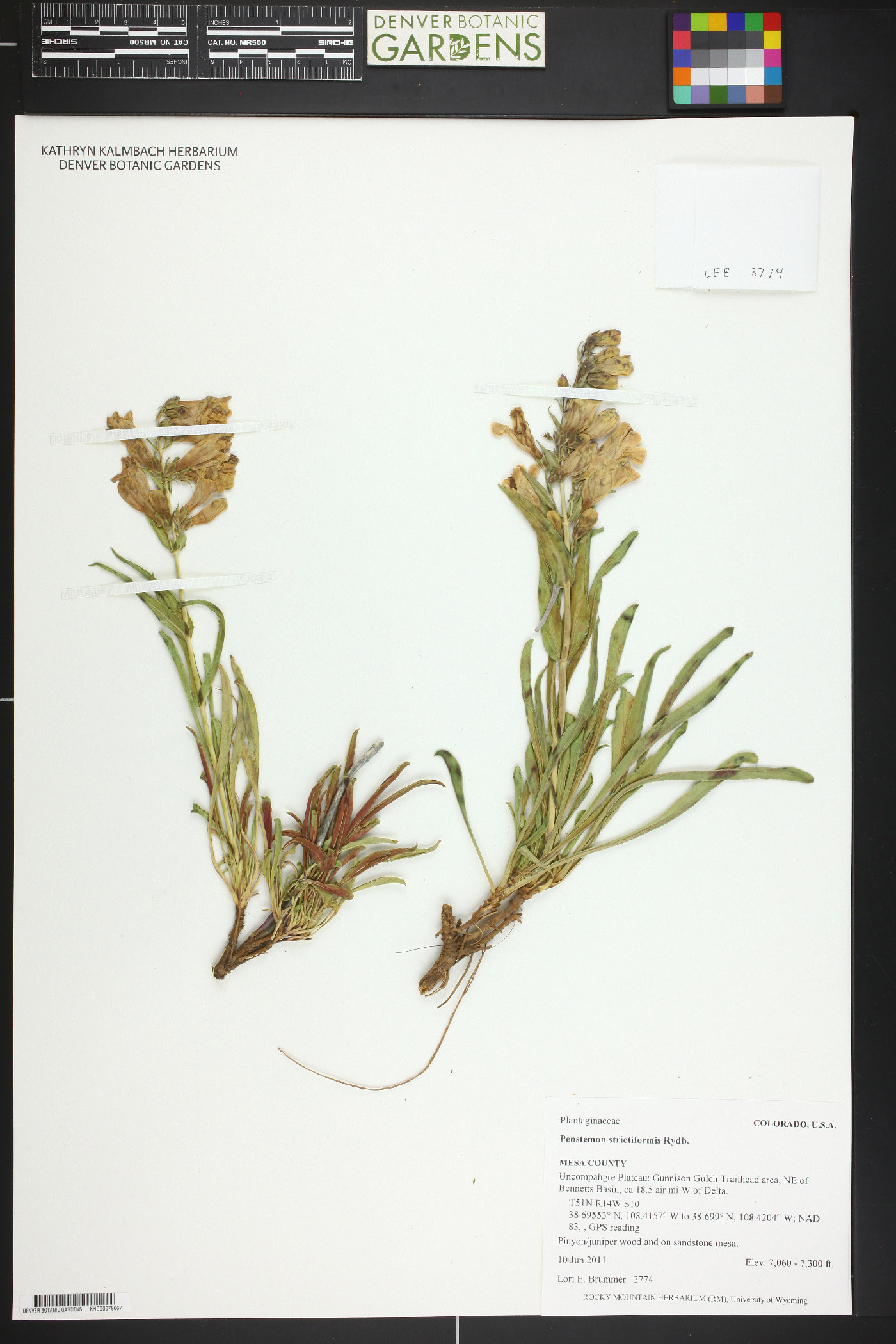 Penstemon strictiformis image