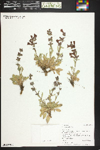 Penstemon moffatii image