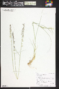 Bouteloua curtipendula var. curtipendula image