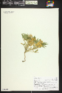 Lupinus pusillus image