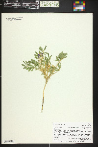 Lupinus pusillus image