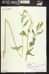 Verbesina encelioides subsp. encelioides image