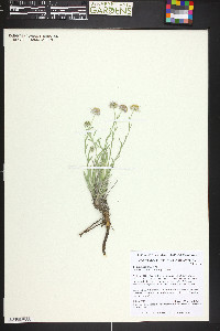 Erigeron canus image