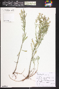 Artemisia ludoviciana subsp. mexicana image