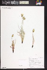 Agoseris parviflora image