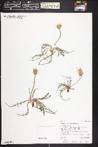 Agoseris parviflora image