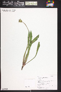 Agoseris aurantiaca var. aurantiaca image