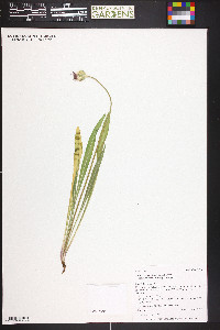 Agoseris aurantiaca var. purpurea image