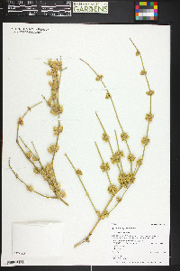 Ephedra torreyana image