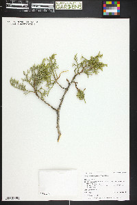 Juniperus osteosperma image