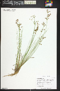 Juncus articulatus image