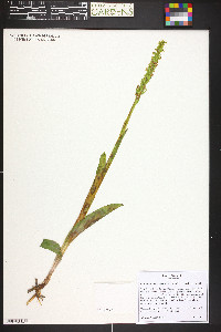 Platanthera huronensis image