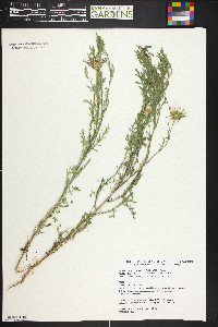 Machaeranthera tanacetifolia image