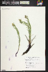 Lithospermum multiflorum image