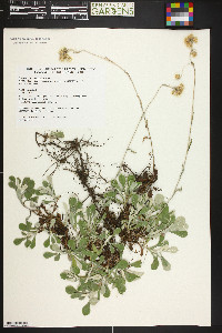 Antennaria parvifolia image