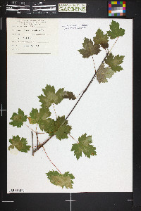 Acer glabrum image