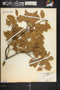 Arctostaphylos patula image