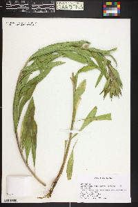 Oenothera villosa subsp. strigosa image