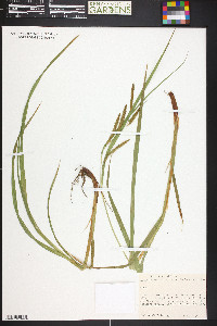 Carex recta image