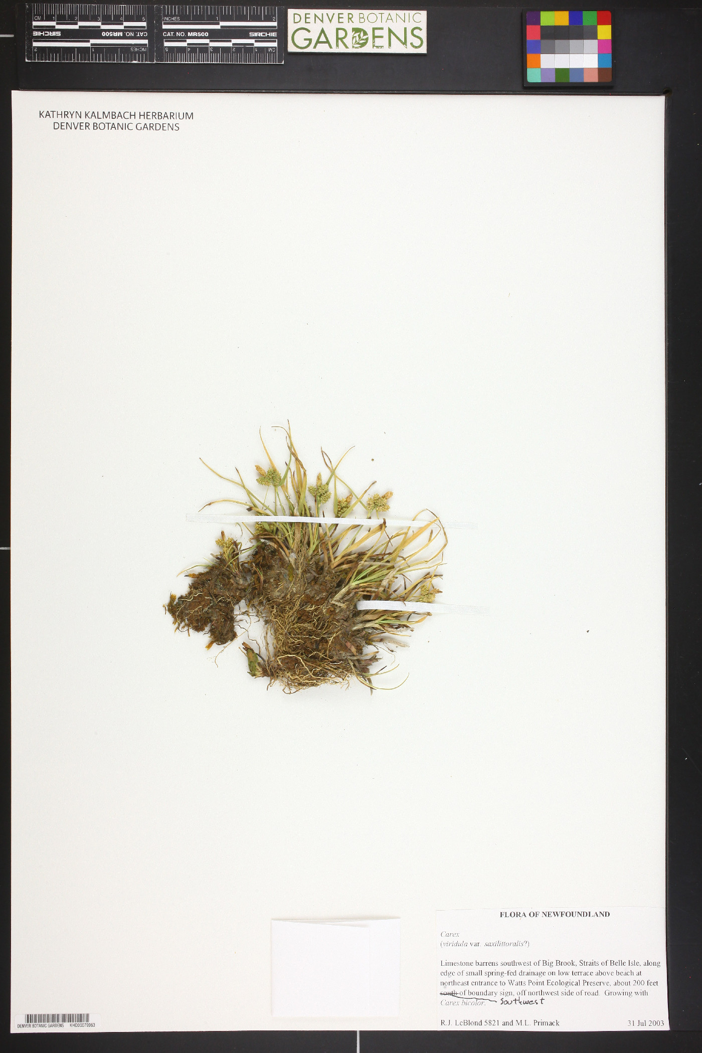Carex viridula var. saxilittoralis image