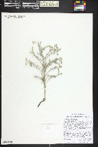 Cryptantha gracilis image