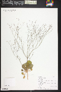 Eriogonum gordonii image