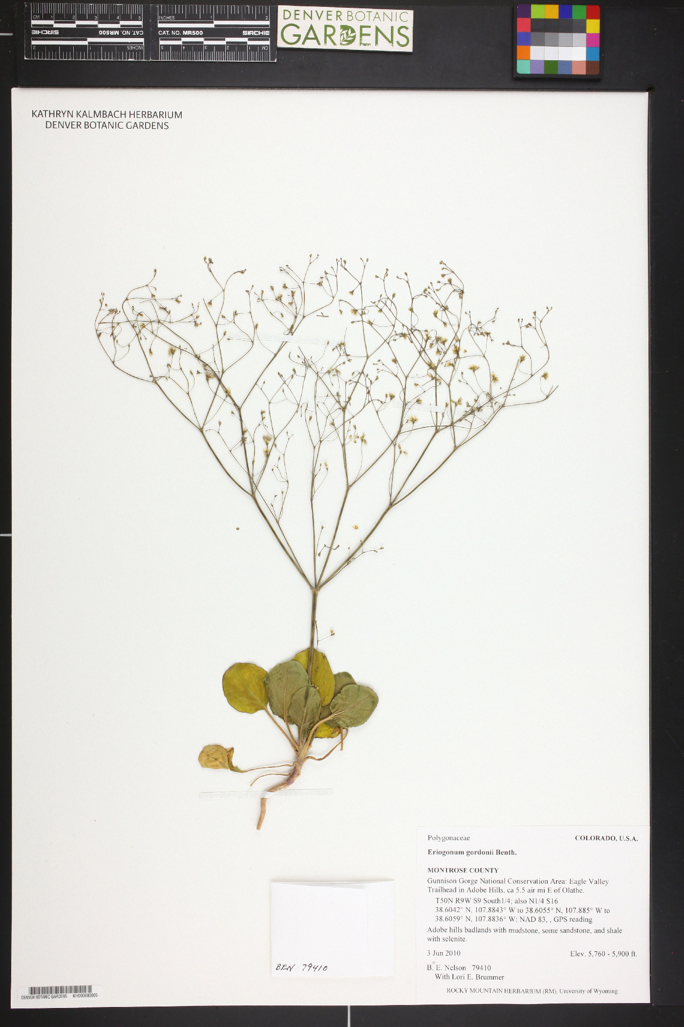 Eriogonum gordonii image