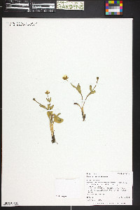 Ranunculus macauleyi image