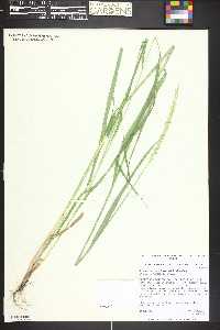 Elymus lanceolatus image