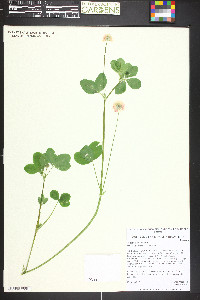 Trifolium hybridum image