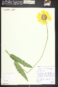 Gaillardia aristata image