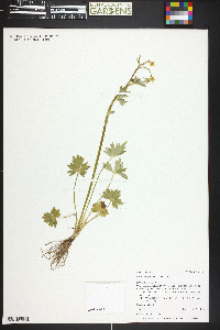 Ranunculus uncinatus image