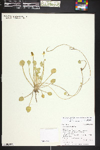 Ranunculus cymbalaria image