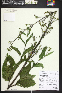 Scrophularia lanceolata image