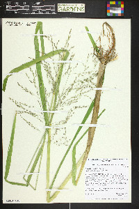 Glyceria grandis image