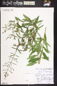 Aloysia triphylla image