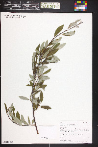 Salix drummondiana image