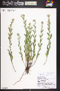 Crocanthemum bicknellii image