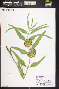 Asclepias viridiflora image