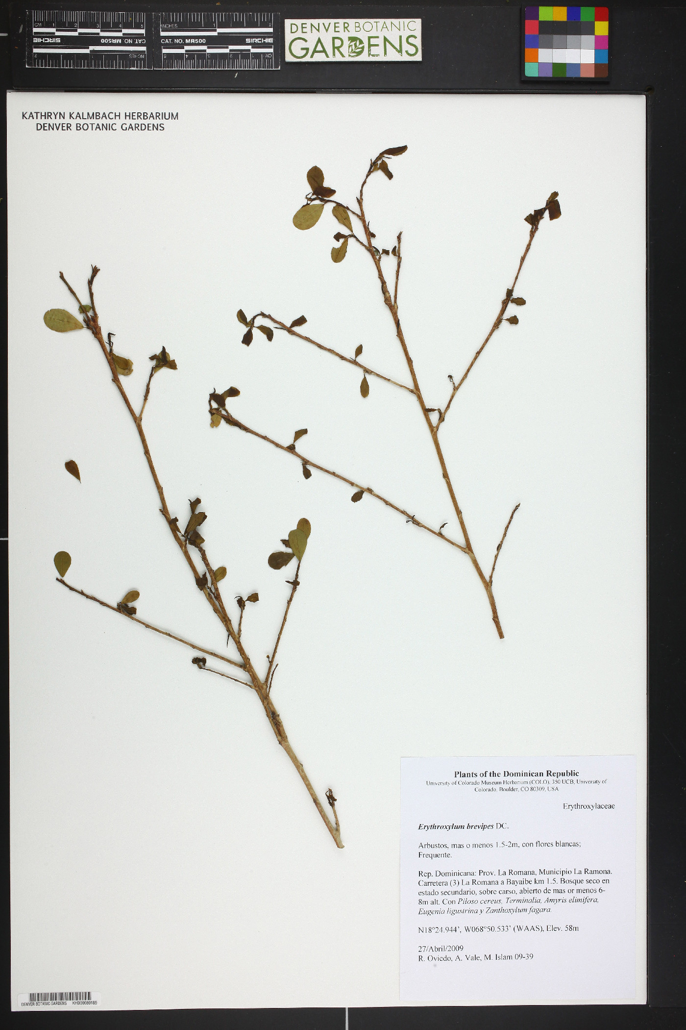 Erythroxylum brevipes image