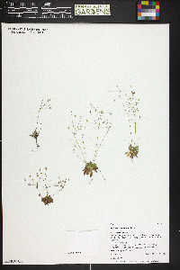 Androsace septentrionalis image