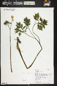 Actaea rubra image