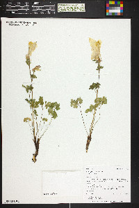 Aquilegia coerulea var. coerulea image