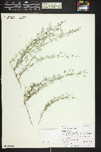 Galium coloradoense image