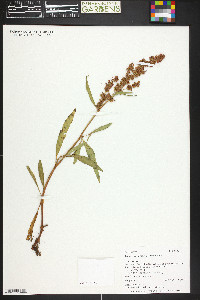 Rumex triangulivalvis image