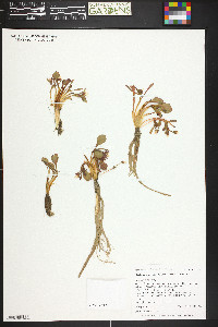 Claytonia megarhiza image