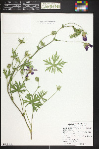 Callirhoe involucrata image