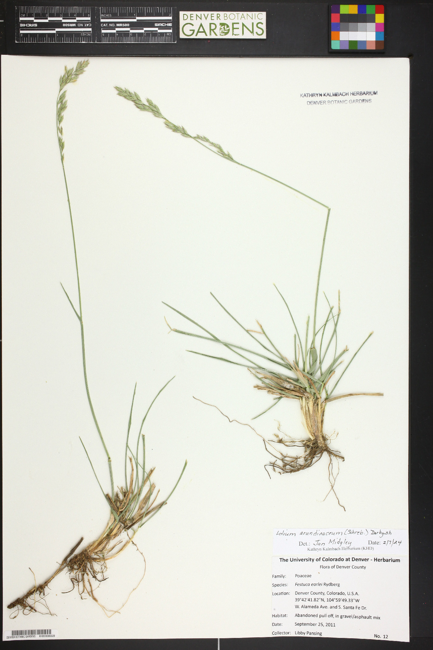 Festuca earlei image