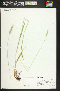 Alopecurus pratensis image